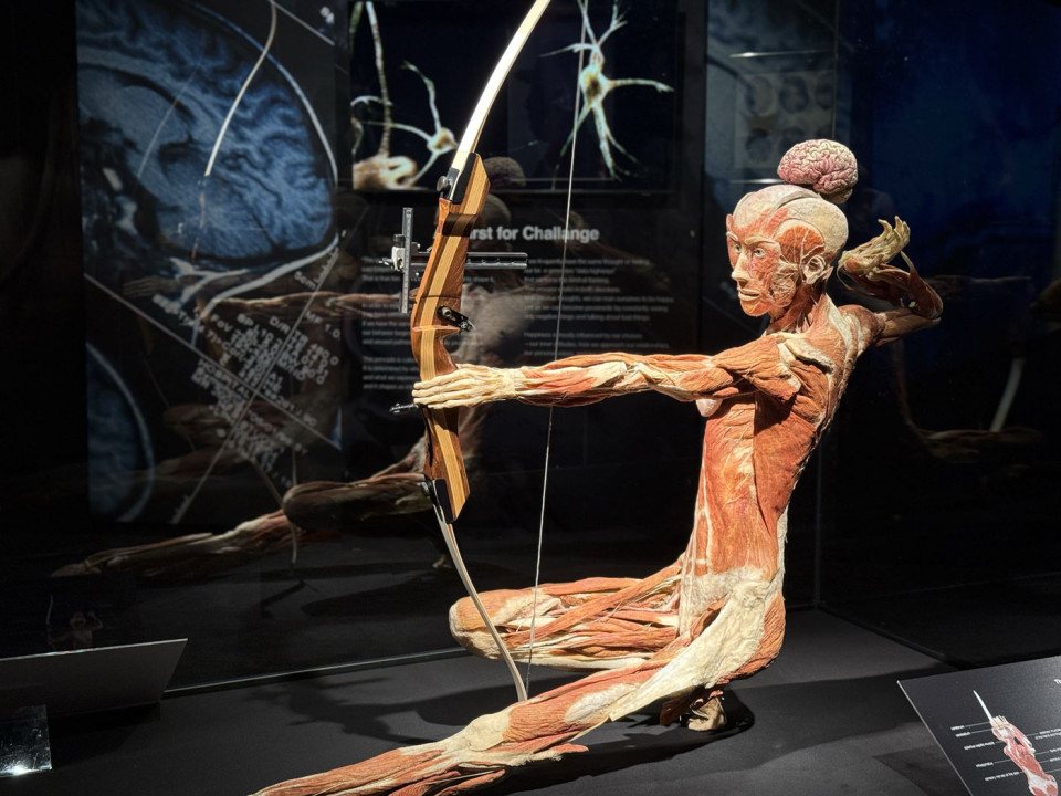 franklin institute body worlds exhibit