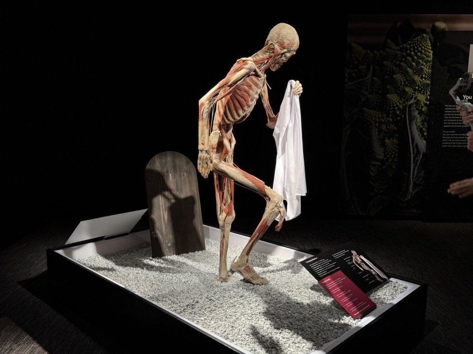 franklin institute body worlds exhibit