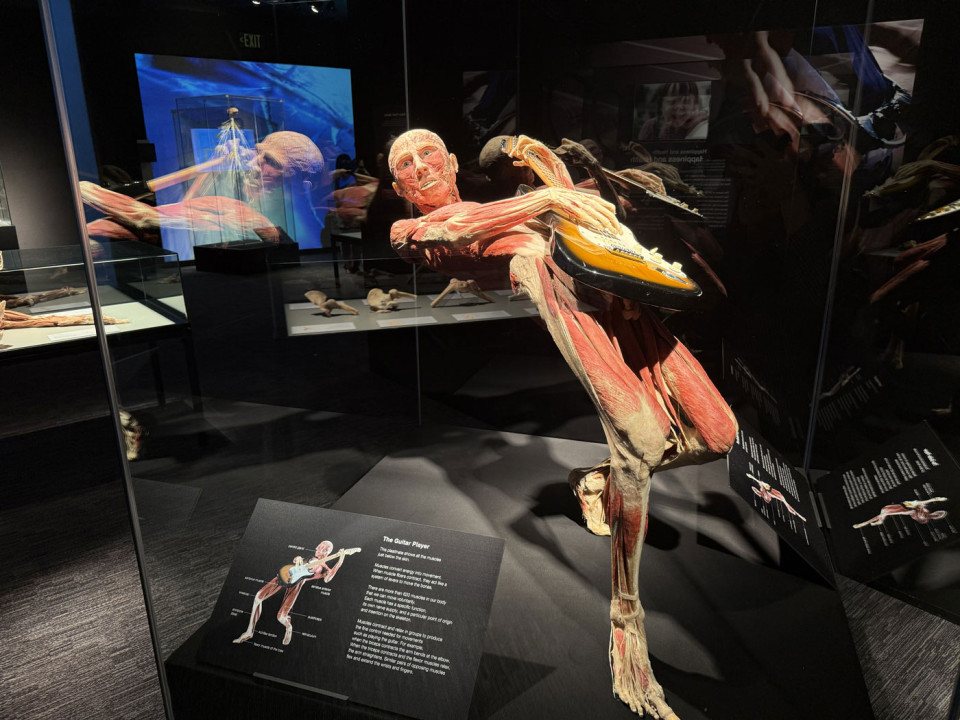 franklin institute body worlds exhibit