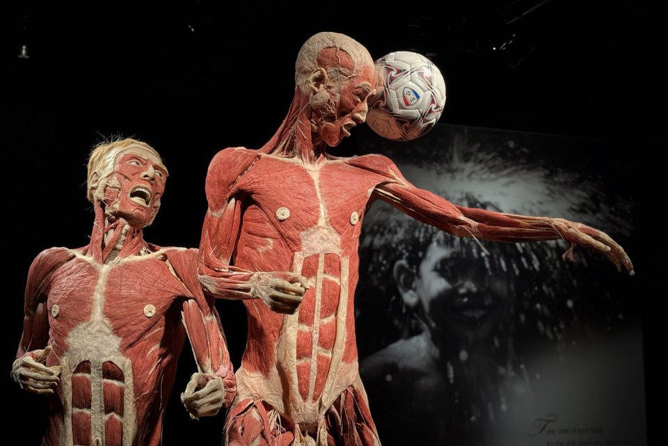 franklin institute body worlds exhibit