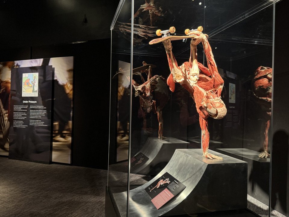 franklin institute body worlds exhibit