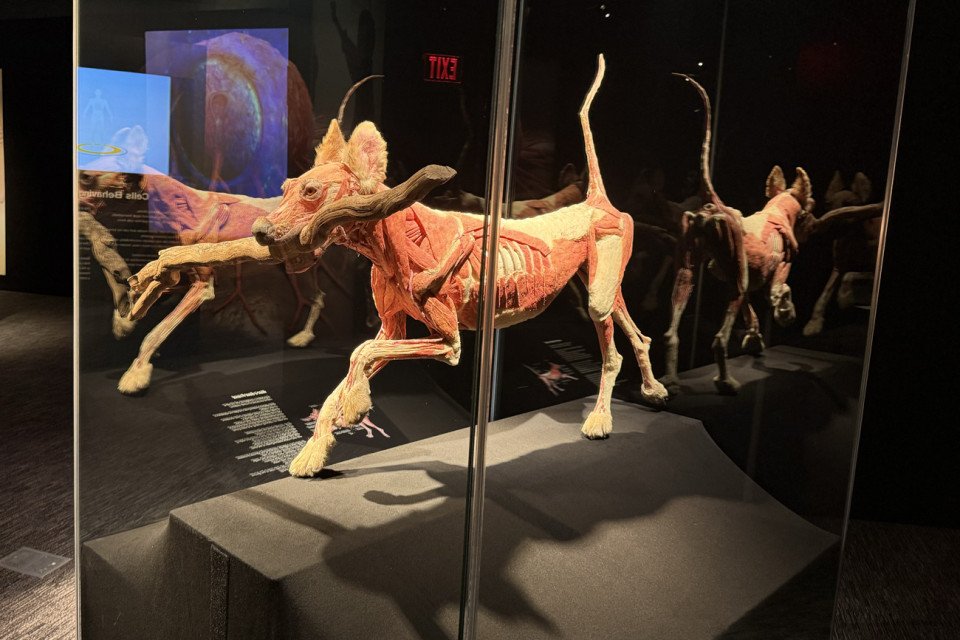 franklin institute body worlds exhibit