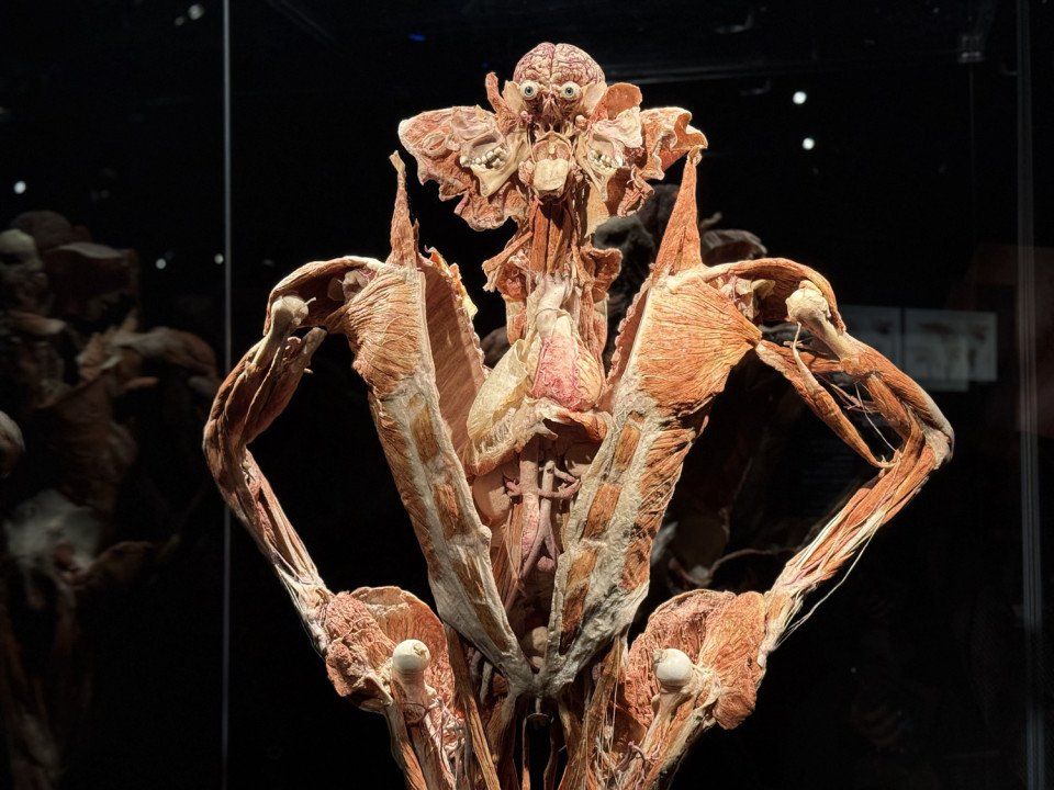 franklin institute body worlds exhibit