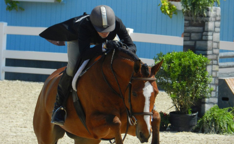 devon horse show